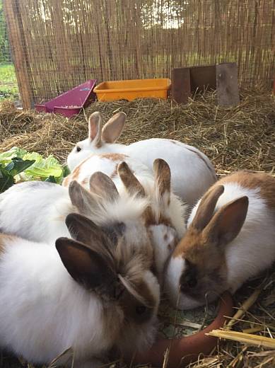 Elli, Schneeflocke, Flauschi, Dr. Watson, Krümel und Lotti bei einer ihrer Lieblingsbeschäftigungen.